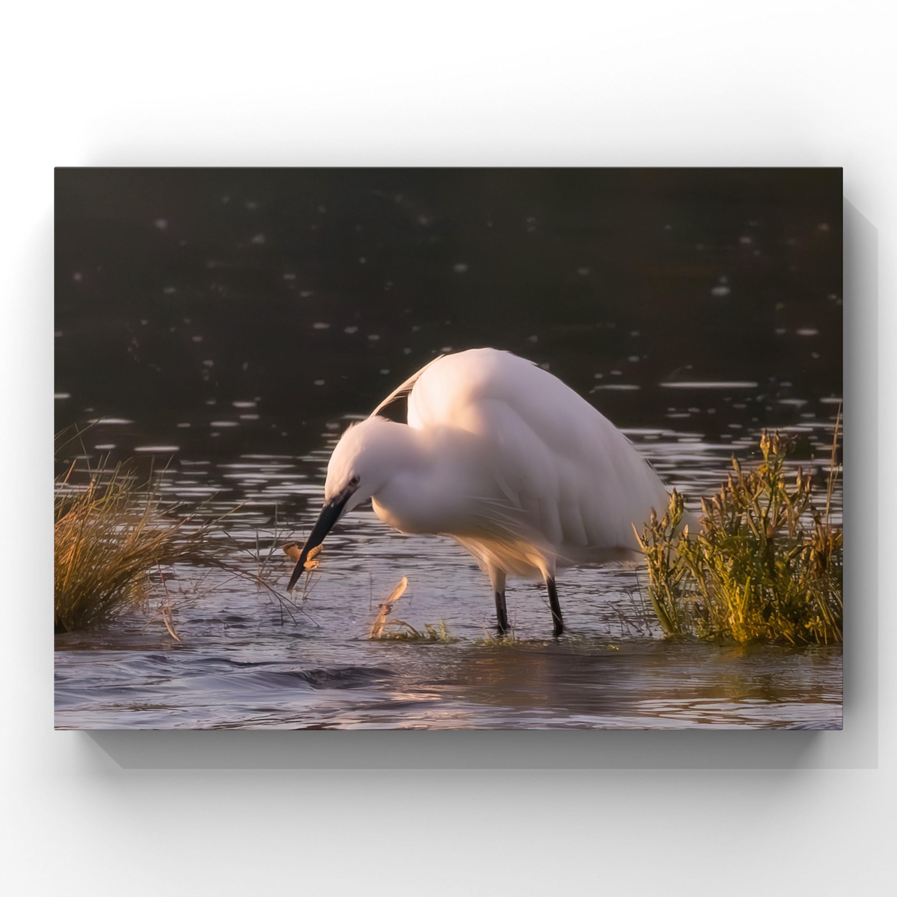 White Little Egret fishing in a body of water with a dark background