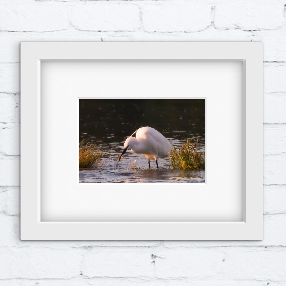 White framed photograph of a Little Egret bird in water on a white brick wall