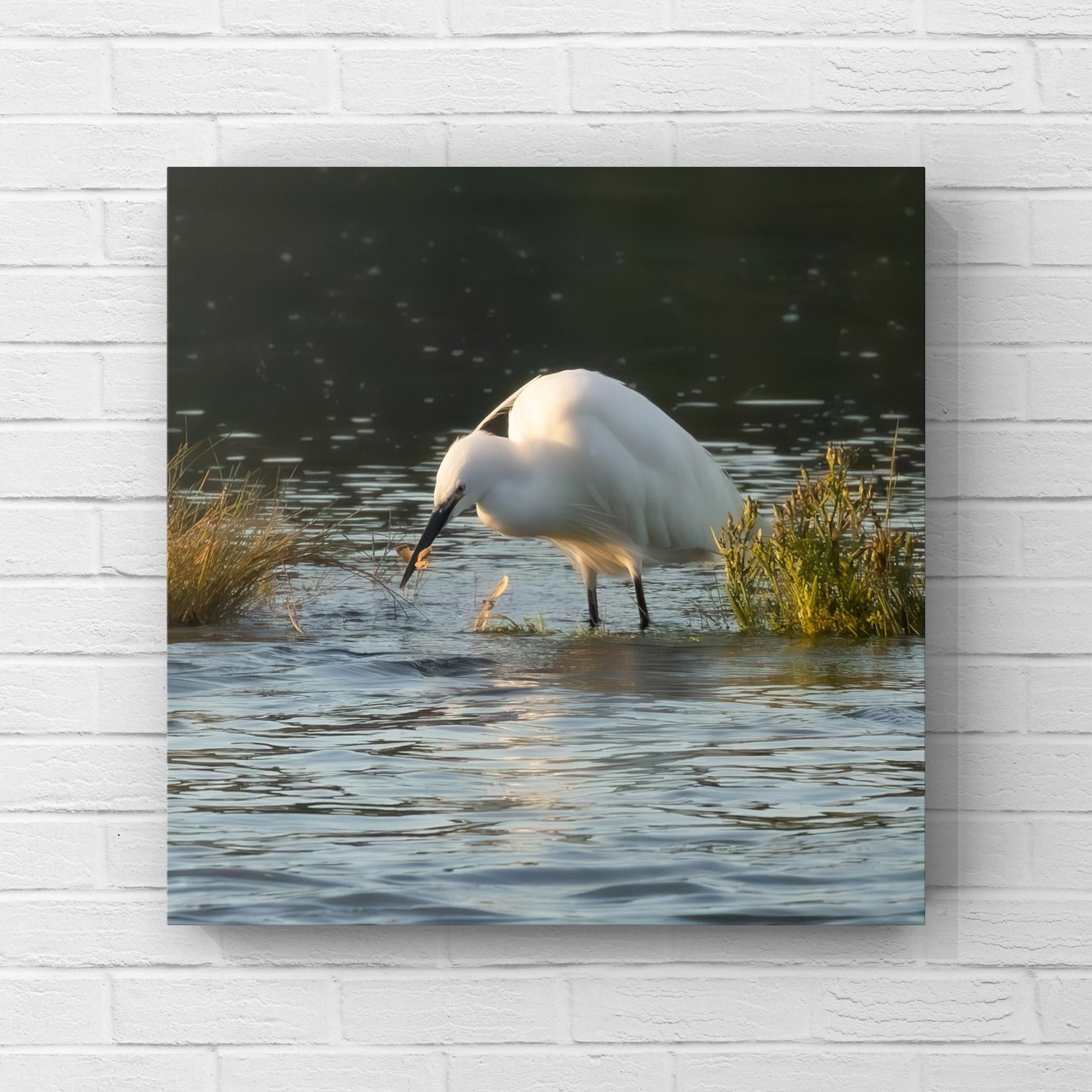 White Little Egret wading in water with grasses on a white brick wall background