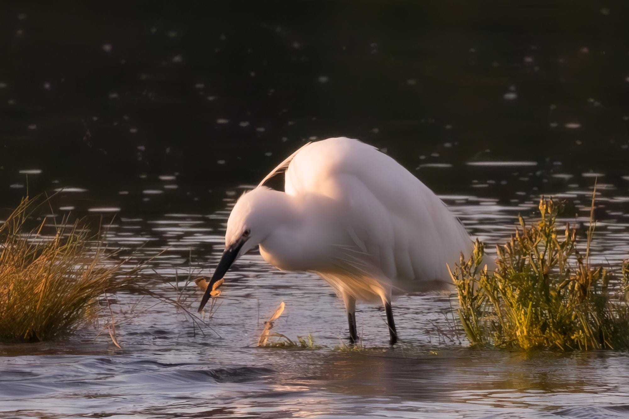 White Little Egret wading in water with a dark background