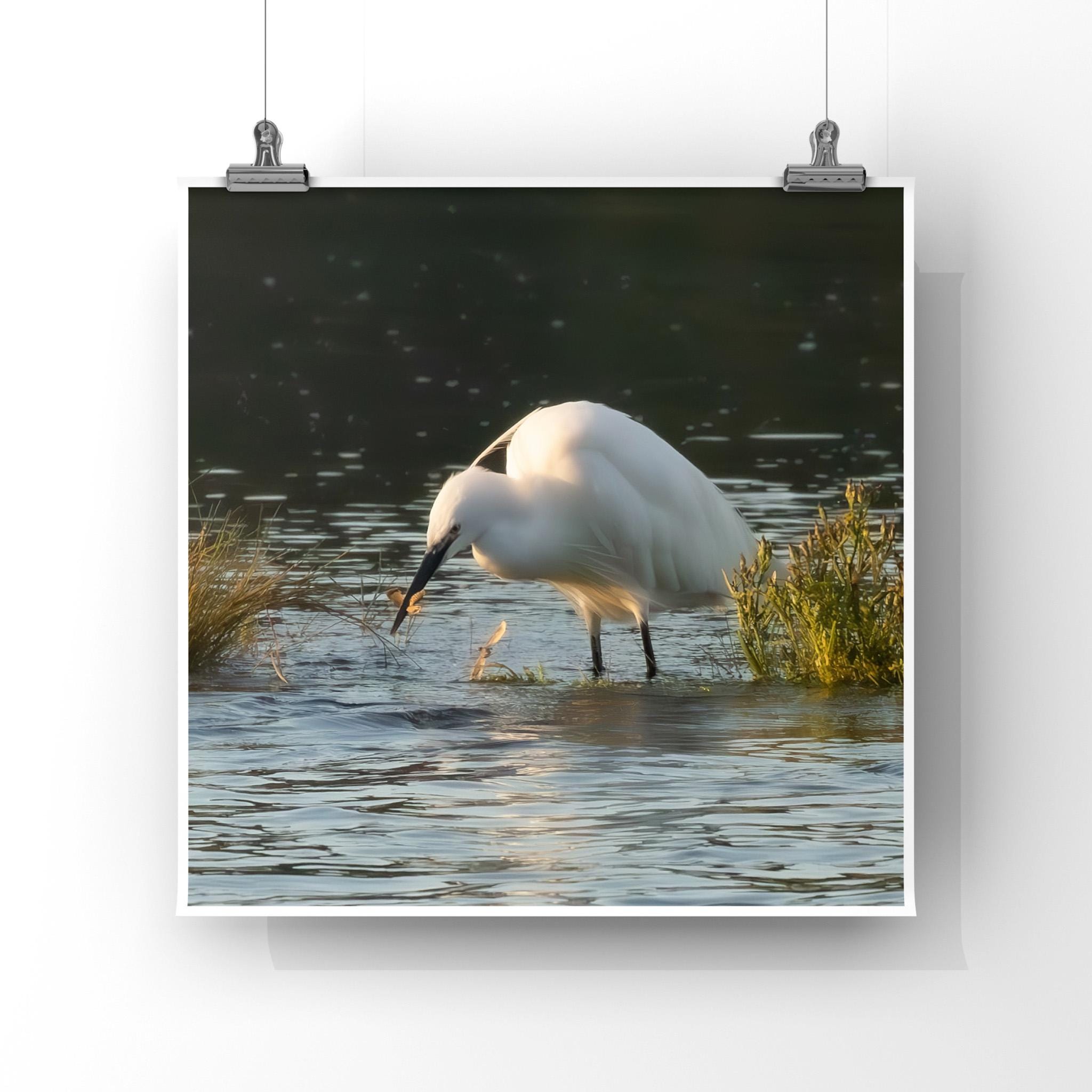 Little Egret White bird wading in water with grasses on a white background