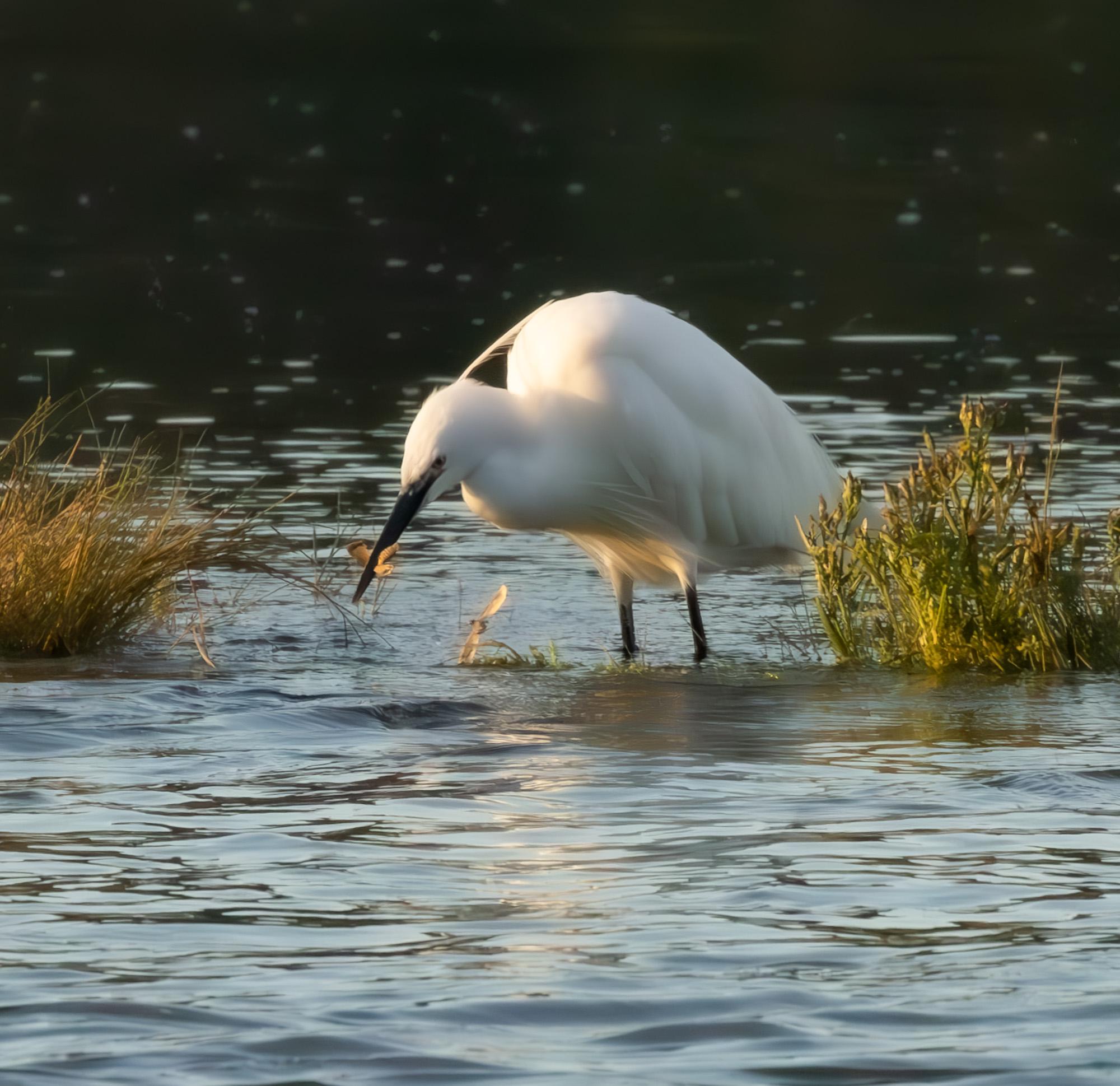White Little Egret fishing in a body of water with grasses