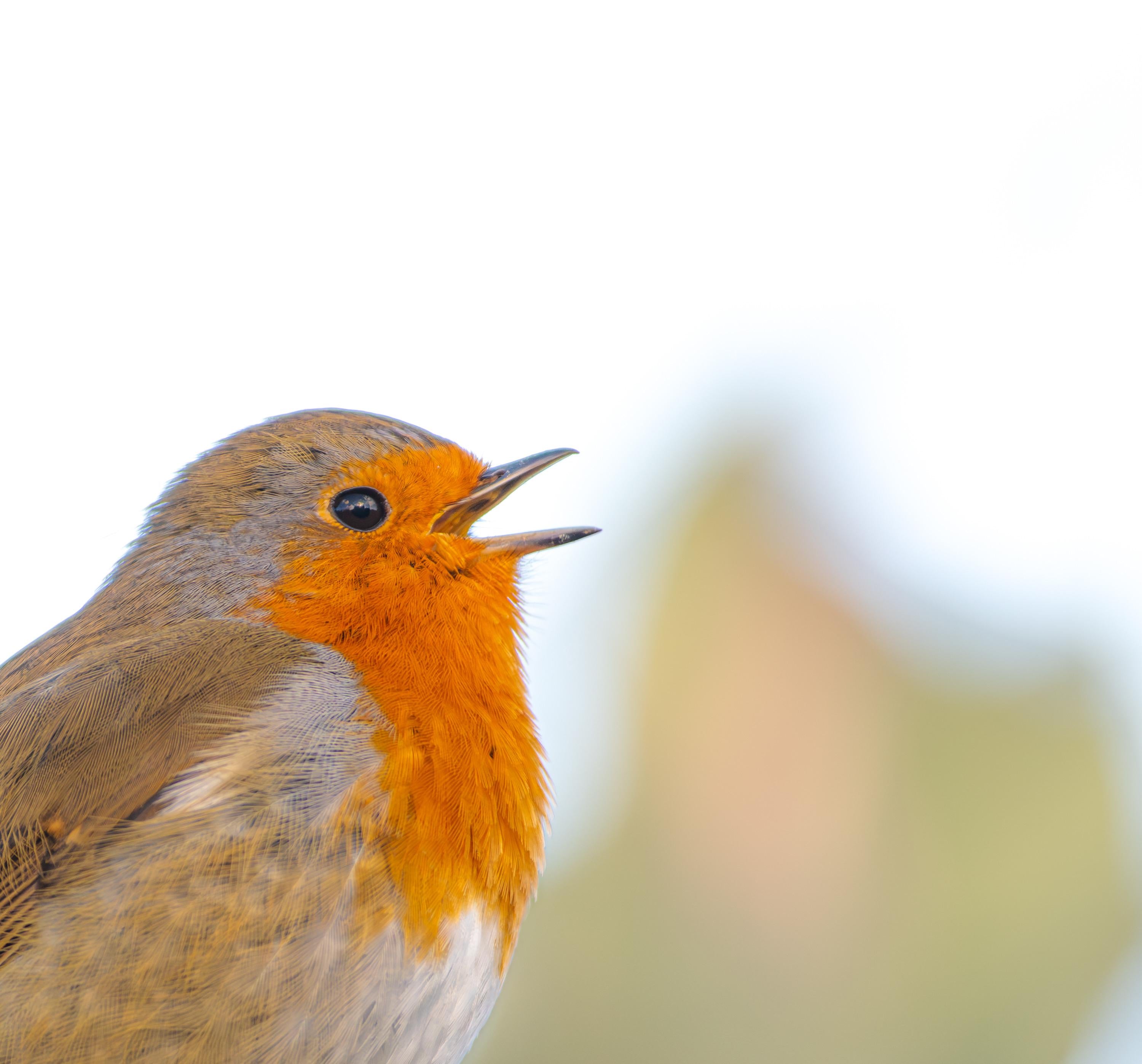 Close-up of a robin singing with a blurred white background