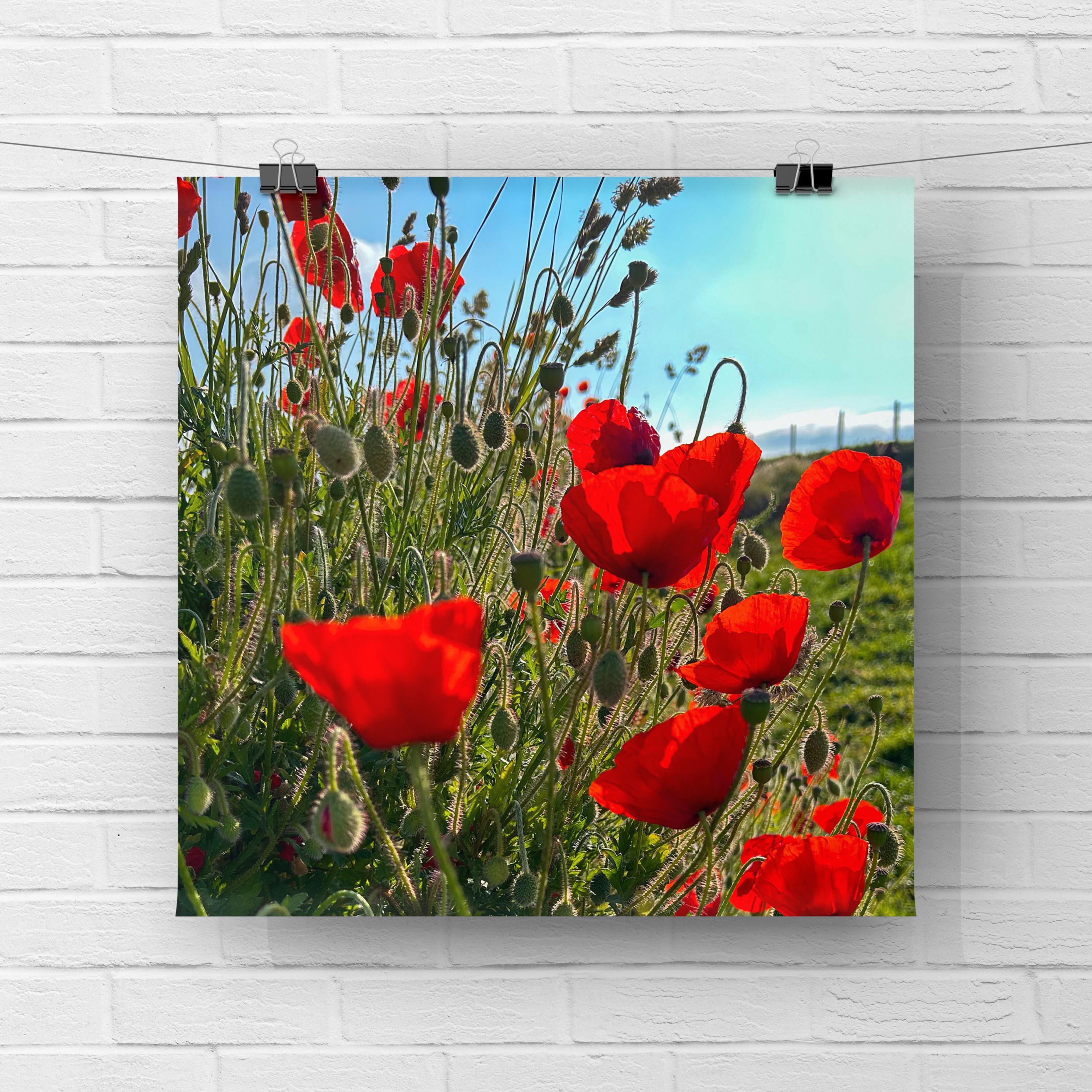 Print of red poppies against a blue sky on a white brick wall