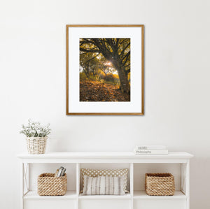 Framed photograph of a sunlit autumn tree with a wooden frame on a white wall above a white shelf.