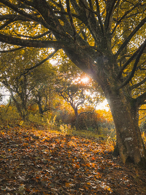 Tree with sunlight filtering through leaves on a forest floor covered in autumn leaves