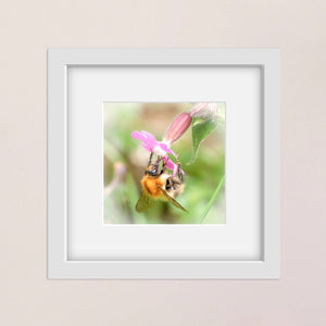 Bumblebee on a pink wildflower photograph in a white frame with a white mount. The print is against a pink wall
