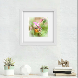 Bumblebee on a pink wildflower photograph in a white frame with a white mount. The print is above a white shelf with small plants on