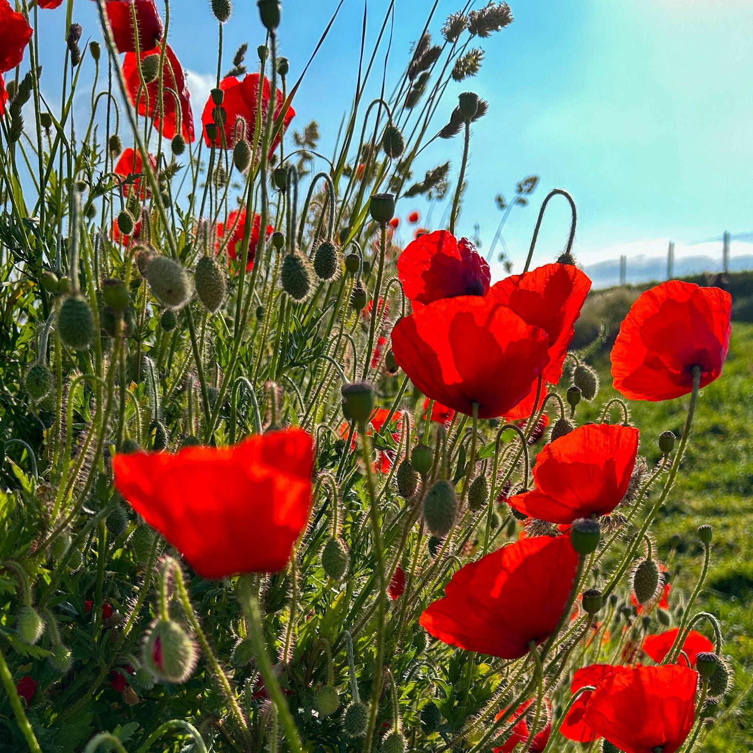 Red poppies in a field with a clear blue sky