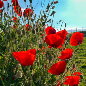 Red poppies in a field with a clear blue sky