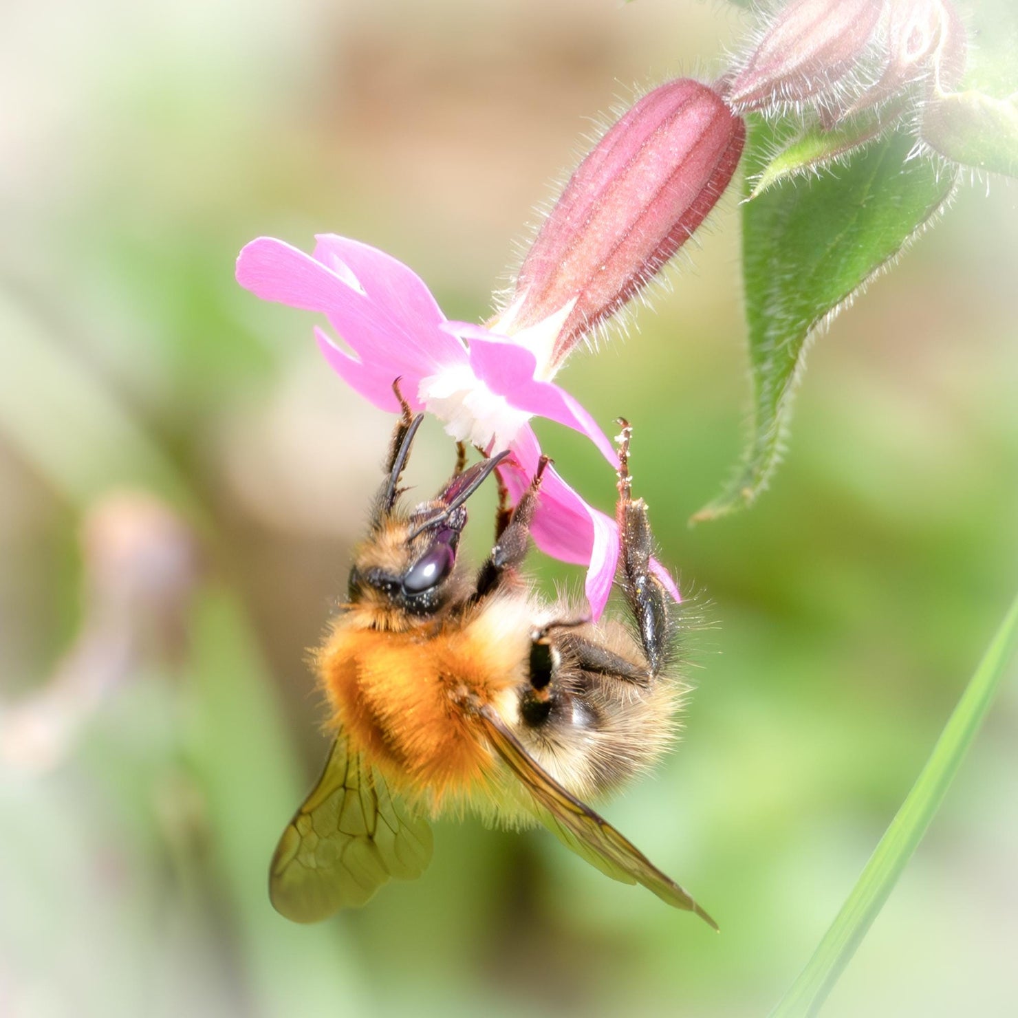 Bee on a pink flower with a blurred green background