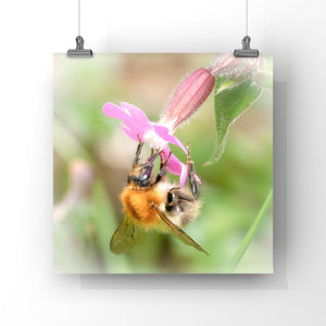Bee on a pink flower with a blurred green background