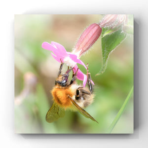 Bumblebee on a pink flower with a blurred green background