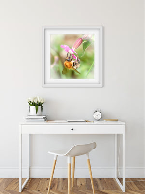 Framed photograph of a bee on a flower above a white desk with a chair.