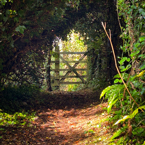 Wooden gate at the end of a sun dappled woodland path with a tunnel of trees