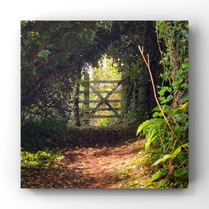 Wooden gate at the end of a sun dappled woodland path with a tunnel of trees