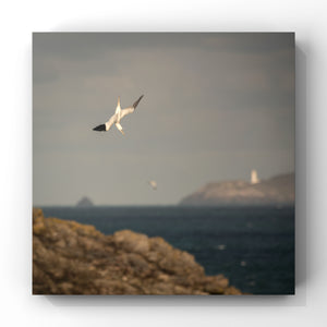 Gannet seabird in mid dive into the sea with a headland and lighthouse in the distance 
