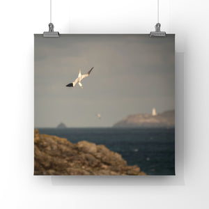 Diving gannet bird with lighthouse in the background photo hanging from two wires by clips
