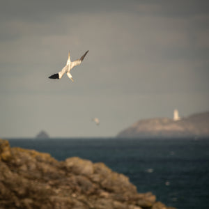 Gennet bird mid dive into the sea with a headland and lighthouse in the distance