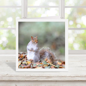 White bordered greetings card of a squirrel sat on autumn leaves. The card is on a windowsill with a blurred outdoor background