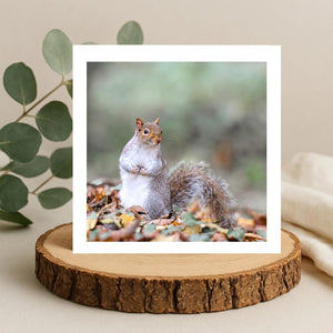 Squirrel standing upright on autumn leaves Greetings card on a wooden platform with a natural background