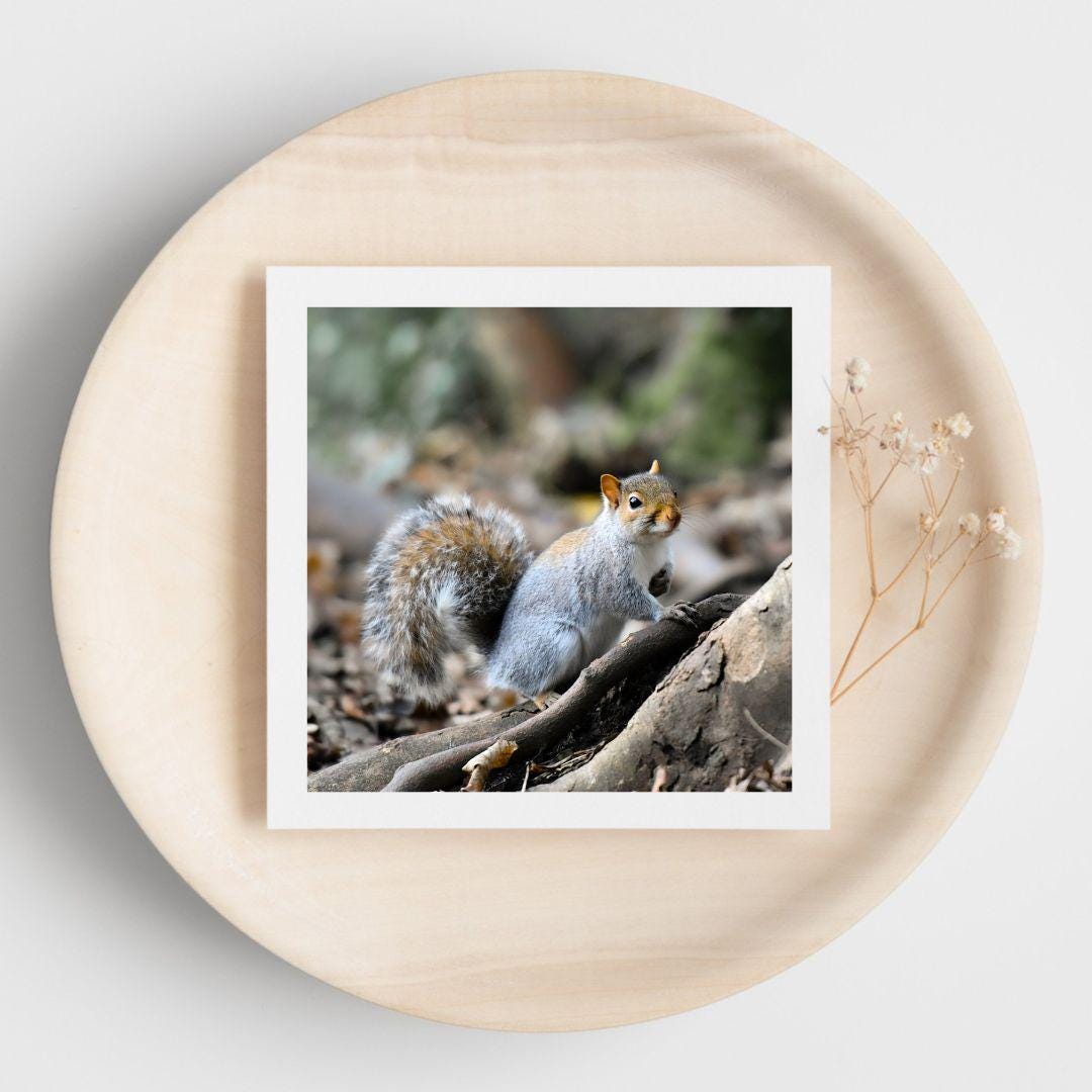 white bordered photograph of a squirrel on a greetings card displayed on a wooden plate