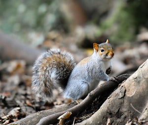 Squirrel on a tree branch with a natural background