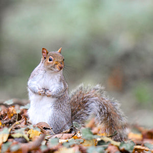 Squirrel on the ground with autumn leaves and a blurred natural background