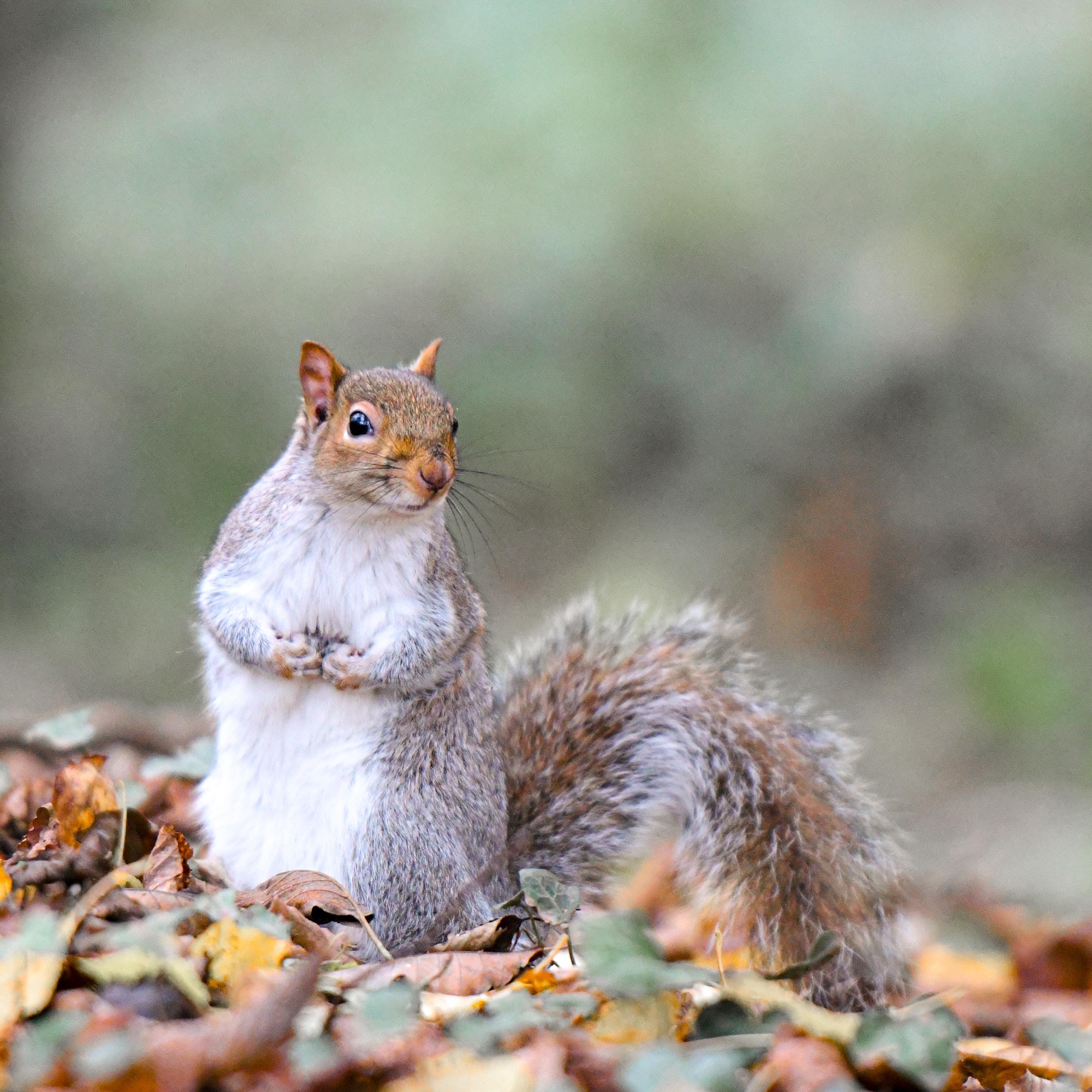 Squirrel on the ground with autumn leaves and a blurred natural background