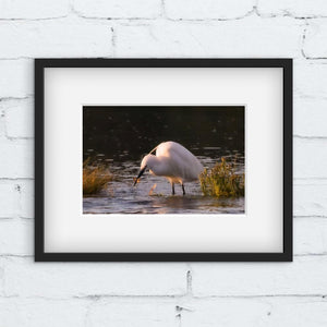 Framed photograph of a white Little Egret bird wading in water on a white brick wall.
