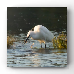 White Little Egret fishing in a body of water with a dark background