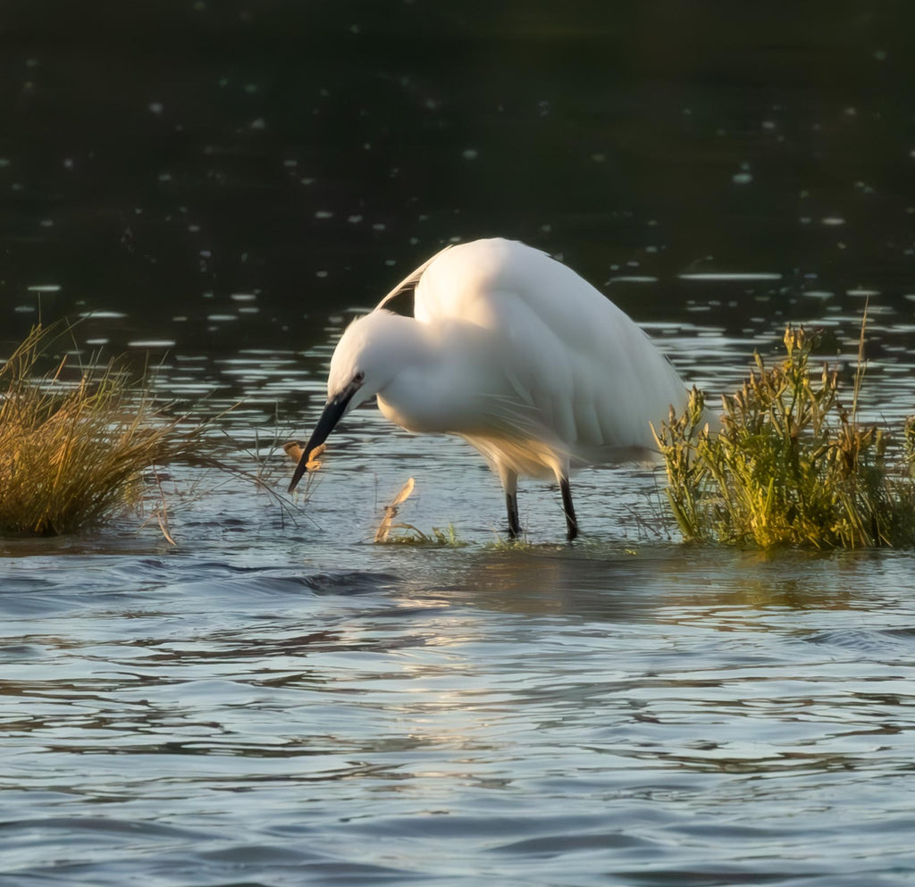 White Little Egret fishing in a body of water with grasses