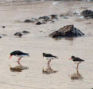 Three oystercatcher birds walking on a wet sandy beach with rocks in the background. The birds are reflected in the water