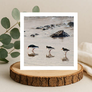Three oystercatcher birds walking on a wet sand with rocks and water, greetings card framed by greenery on a wooden logslice.