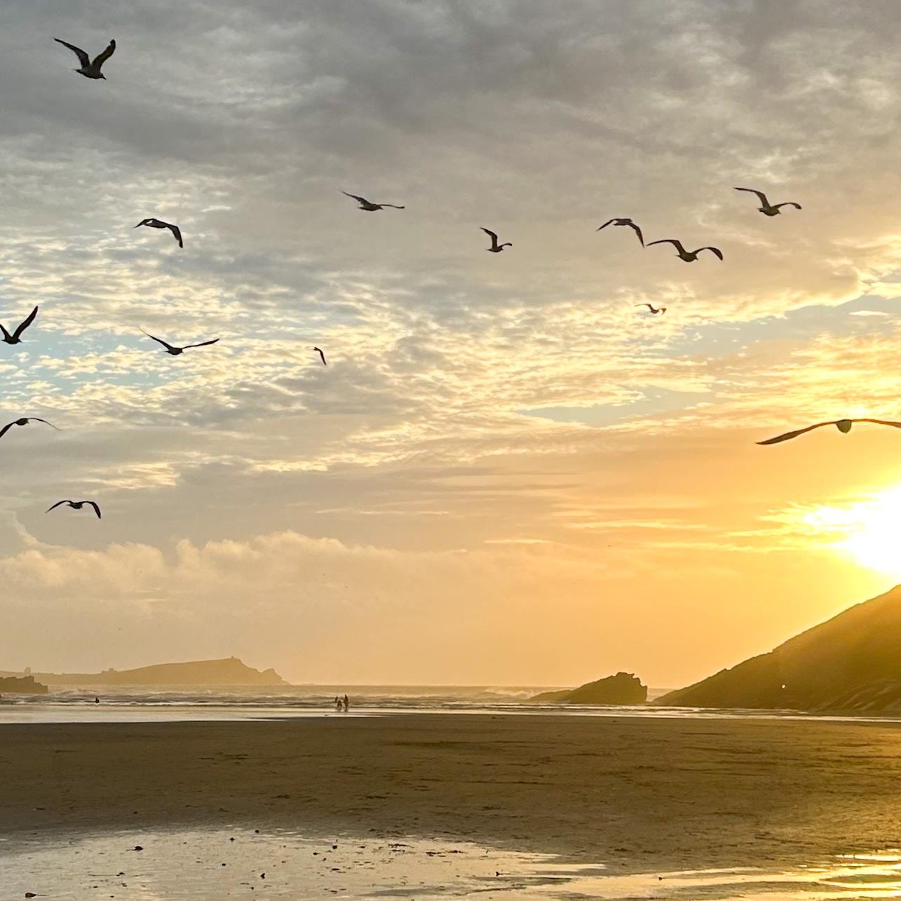 Birds flying over a beach during a golden sunset 