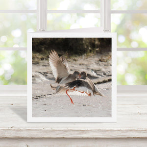 Two birds in a fight with a blurred natural background. The photograph is on the front of a card framed with a white border.