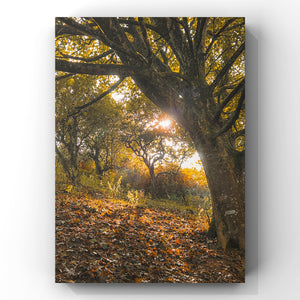 Print of a forest scene with sunlight filtering through trees