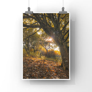 Poster of a forest scene with sunlight filtering through trees