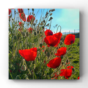 Red poppies in a field with a clear blue sky