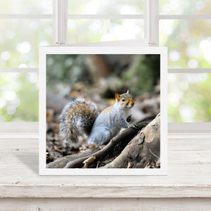 white bordered photograph of a squirrel on a branch with a blurred natural background on a greetings card in front of a window.