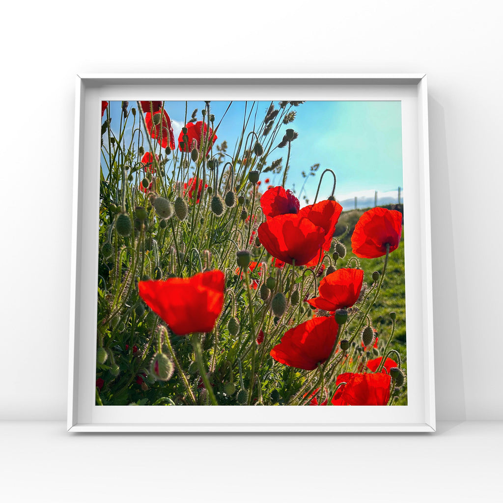 Framed artwork of red poppies against a blue sky