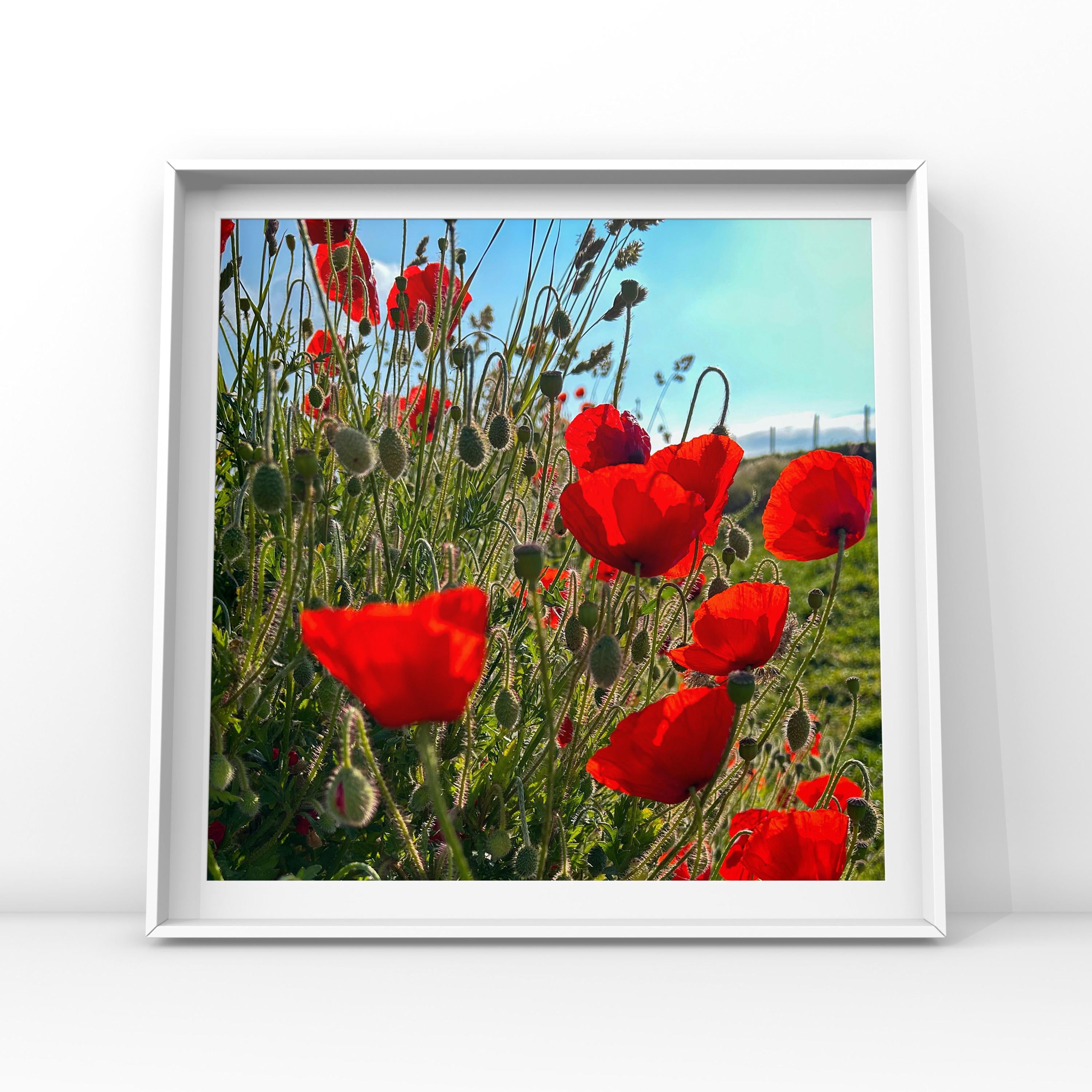 Framed artwork of red poppies against a blue sky